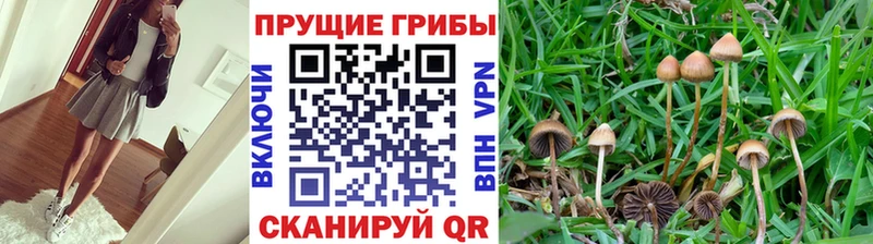 Псилоцибиновые грибы прущие грибы Волгоград